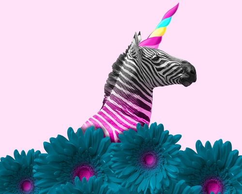pink black and white zebra w a unicorn horn