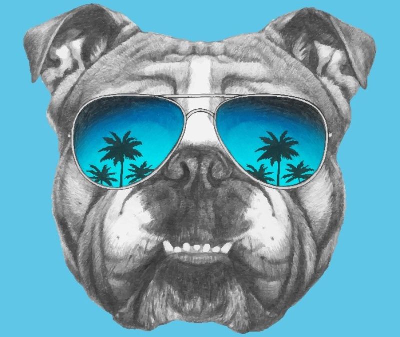 buldog image wearing sunglasses