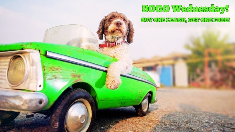 dog driving a small green car